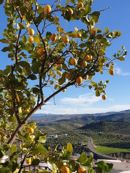 Mirador Del Olivar Olvera Luaran gambar
